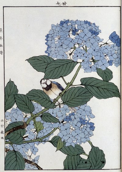 Fågel i hortensior - japanskt tryck av Japanese School