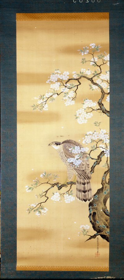 Falk på en gren av japanska körsbär blommade. Sidenmålning från 1700-talet av Japan. Genua. Museo Chiossone. av Japanese School