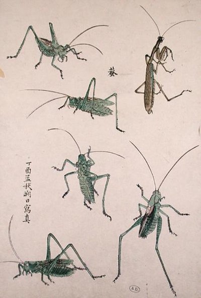 Gräshoppor (träblock i färg) av Japanese School