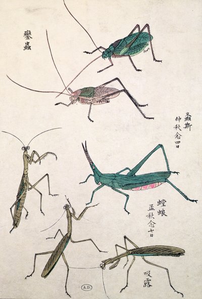 Gräshoppor och mantisar (trätryck i färg) av Japanese School
