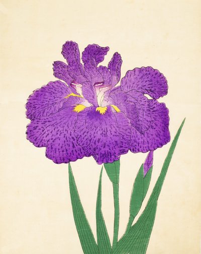 Sprid det på Nyo. 11, 1898 av Japanese School