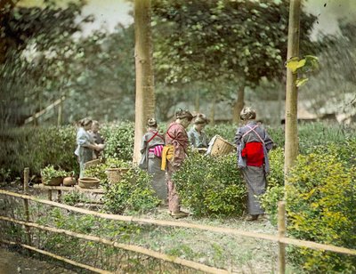 Plocka te, ca 1880 av Japanese School