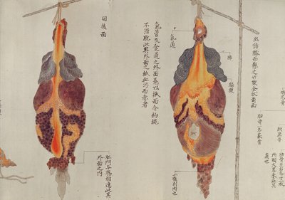 Lungorna från dissektionen av ett tortyroffer från 1796, från en makimono av en Midori-läkare, 1842 (penna & bläck och wc på papper) av Japanese School