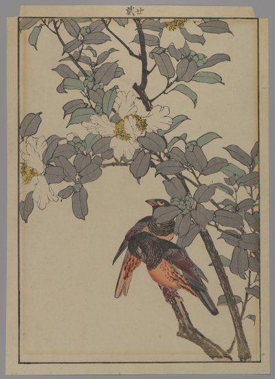 Två fåglar med vita blommor, Meiji-perioden, 1892 (trätryck i färg) av Japanese School