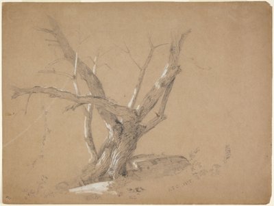 Studie av ett träd av Jasper Francis Cropsey