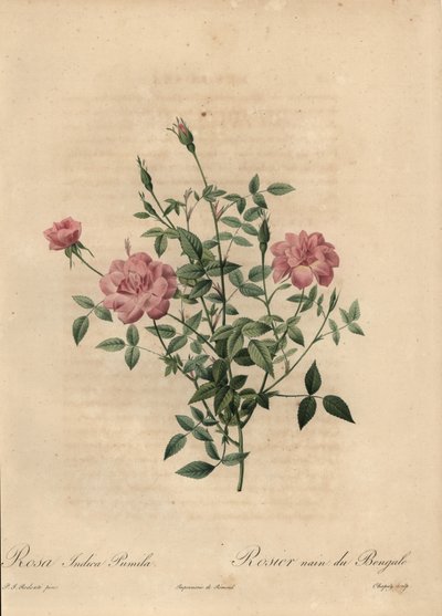 Rosa miniatyr Kinaros, Rosa chinensis. av Jean Baptiste Chapuy
