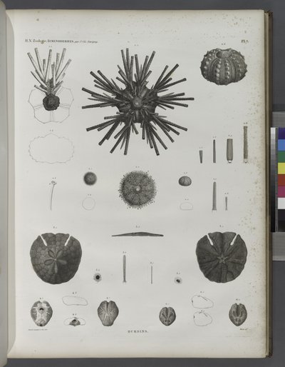 Urchins av Jean Cesar Macret