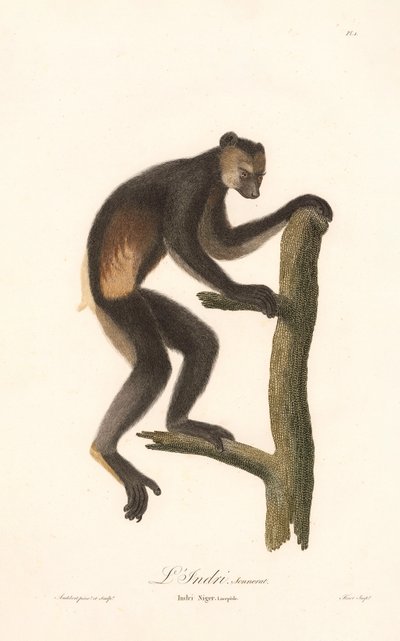 Svart indri (Indri Niger) av Jean Baptiste Audebert