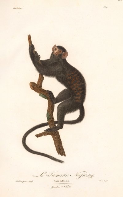 Svart tamarin (Simia Midas) av Jean Baptiste Audebert