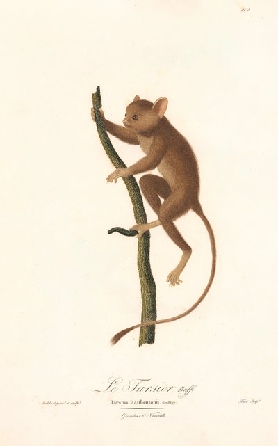 Daubentons tarsier (Tarsius daubentoni) av Jean Baptiste Audebert