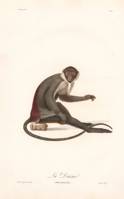 Diana Monkey av Jean Baptiste Audebert