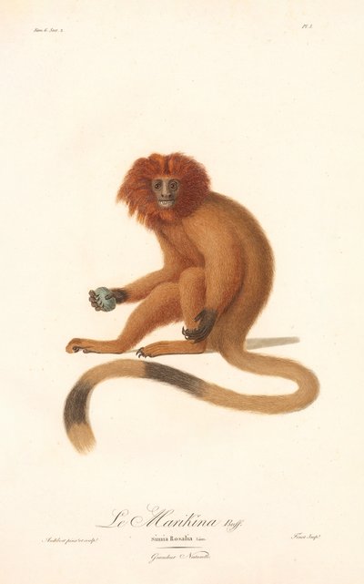 Tamarin med gyllene lejon (Simia Rosalia) av Jean Baptiste Audebert