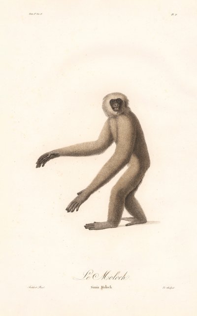 Grå langur (Simia moloch) av Jean Baptiste Audebert