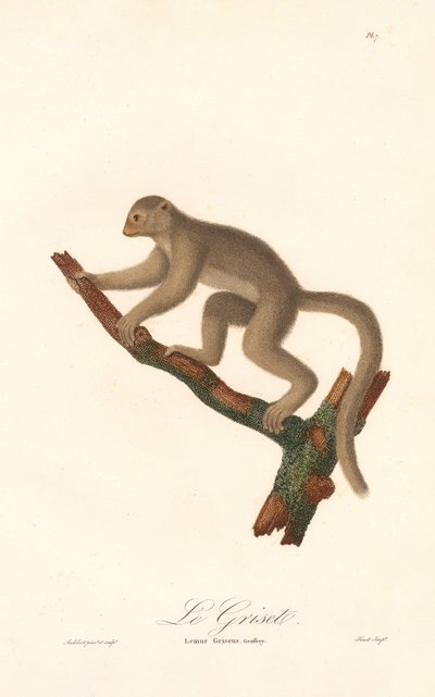 Grå muslemur (Lemur griseus) av Jean Baptiste Audebert