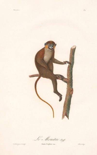 Mustaschapa (Simia cephus) av Jean Baptiste Audebert