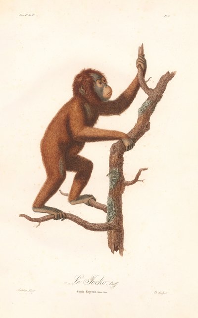 Orangutang (Simia satyrus) av Jean Baptiste Audebert