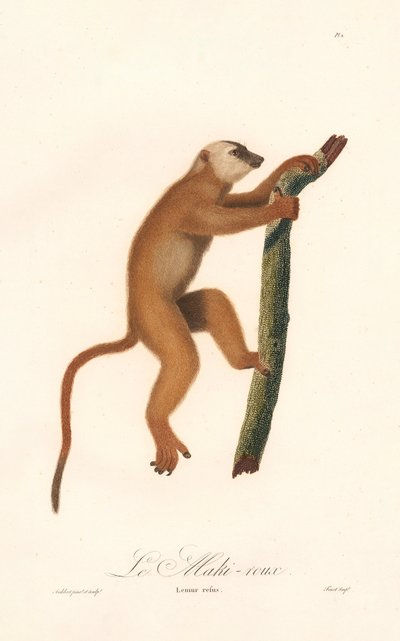 Röd lemur (Lemur rufus) av Jean Baptiste Audebert