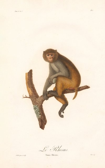Rhesusmakak (Simia Rhesus) av Jean Baptiste Audebert
