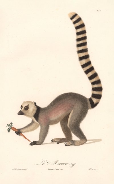 Ringsvansad lemur (Lemur catta) av Jean Baptiste Audebert