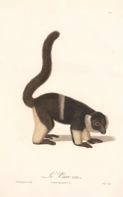 Varieteten av raggig lemur (Lemur macaco V.A.) av Jean Baptiste Audebert