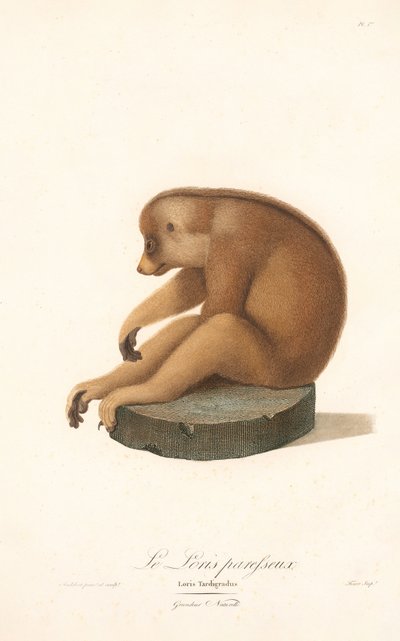 Smal loris (Loris tardigradus) av Jean Baptiste Audebert