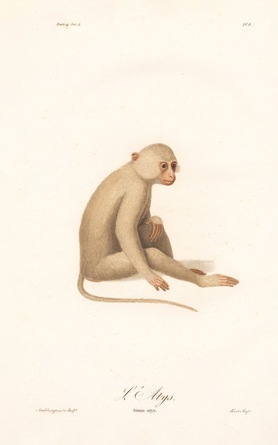 Vithandad gibbon (Simia alys) av Jean Baptiste Audebert