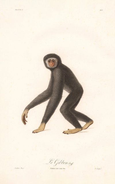 Vithandad gibbon (Simia lar) av Jean Baptiste Audebert