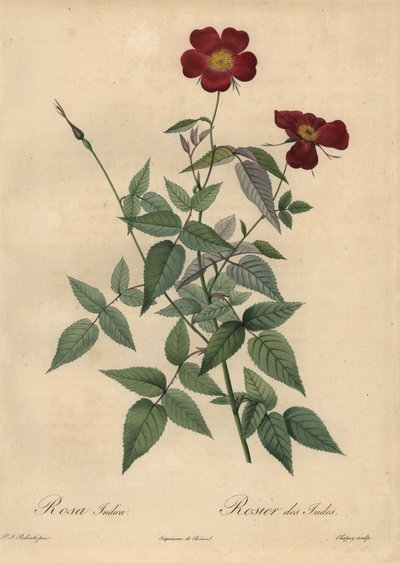 Crimson Kinaros, Rosa chinensis. av Jean Baptiste Chapuy
