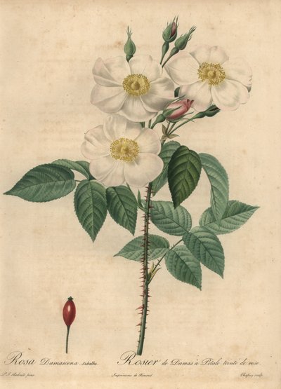 Vit damastros, Rosa x damascena. av Jean Baptiste Chapuy