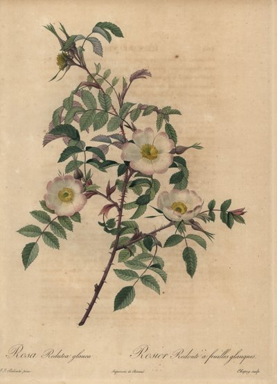 Vit och rosa ros, Rosa redutea glauca. av Jean Baptiste Chapuy