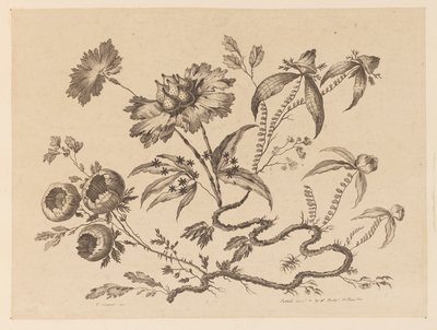 Blomma köpt, från "Collection of Different Fantasy Flowers in Chinese Taste" av Jean Baptiste Pillement