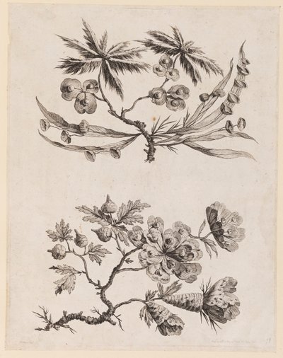 Blomkvistar från "Chinese Flower Collection" av Jean Baptiste Pillement