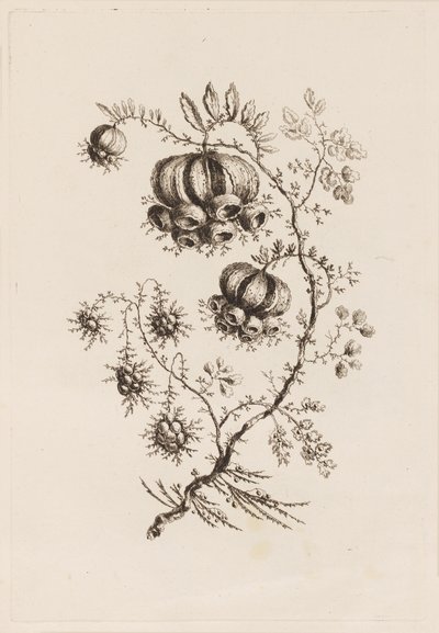 Flower Branch, från "Fleures Persannes" av Jean Baptiste Pillement