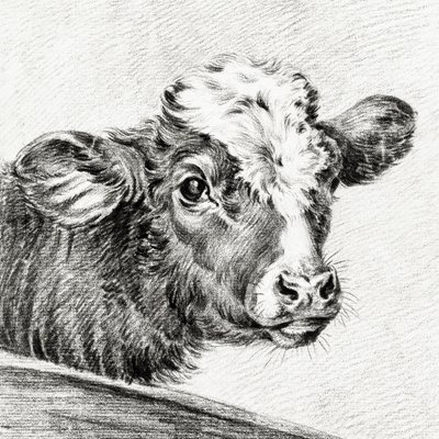 En kos huvud av Jean Bernard