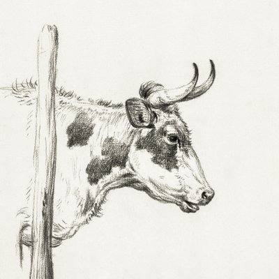 Kohuvud, sett från höger (1820) av Jean Bernard