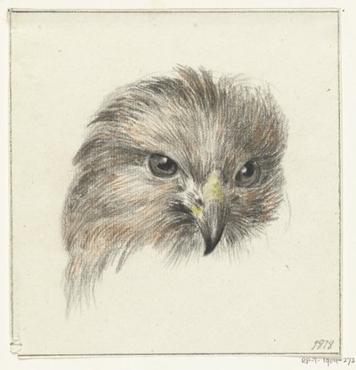 Huvudet på en rovfågel av Jean Bernard