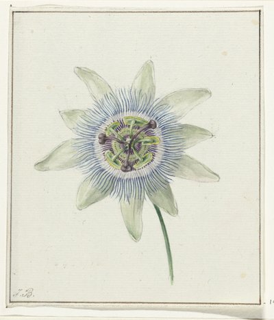 Passionsblomma av Jean Bernard