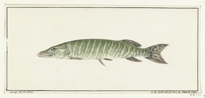 Gädda av Jean Bernard