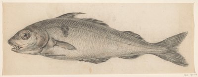 Fisk, till vänster av Jean Bernard