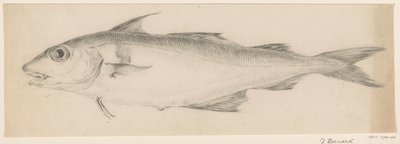 Fisk, till vänster av Jean Bernard