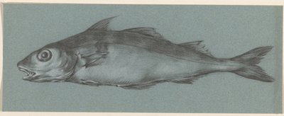 Fisk, till vänster av Jean Bernard