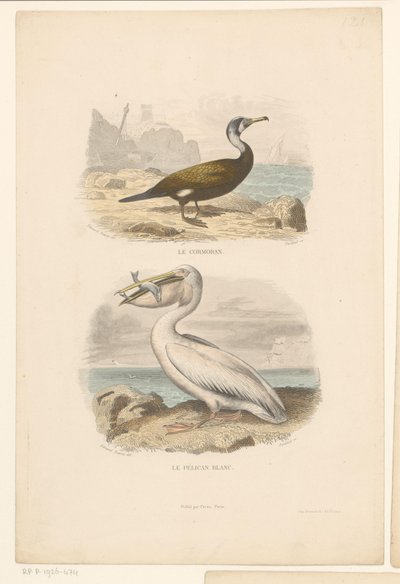 Skarv och vit pelikan Le cormoran (titel på objekt) Le Pelican blanc (titel på objekt) av Jean Charles Pardinel
