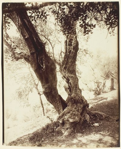 Olivier, Nice (Olivträdet, Nice) av Jean Eugène Auguste Atget