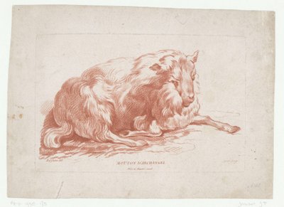 Liggande får Mouton d