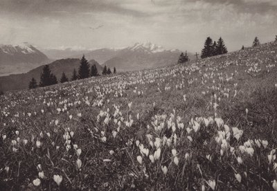 Rigi Kaltbad, Fruhling (s/v foto) av Jean Gaberell