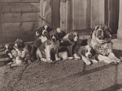 Schweiz: De berömda St Bernard Dogs (s/v foto) av Jean Gaberell