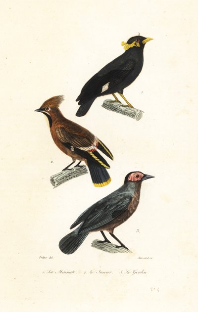 Hill myna, Bohemian waxwing och coleto. av Jean Gabriel (after) Pretre