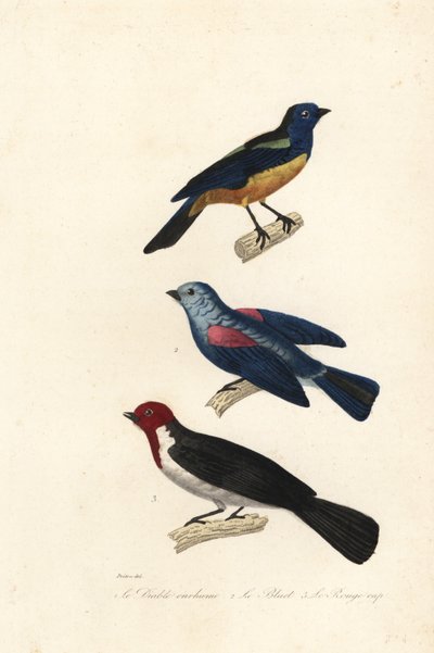 Turkos tanager, blågrå tanager och rödhårig kardinal. av Jean Gabriel (after) Pretre