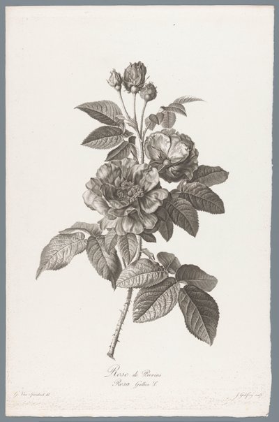 franska roos Rose de Provins / Rosa Gallica L. (titel på objekt) Blommor hämtade från naturen (...) (serietitel) av Jean Godefroy