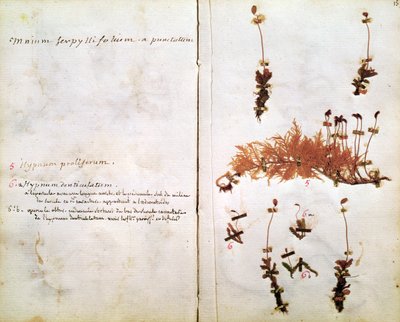 Sida 15 från ett herbarium av Jean Jacques Rousseau